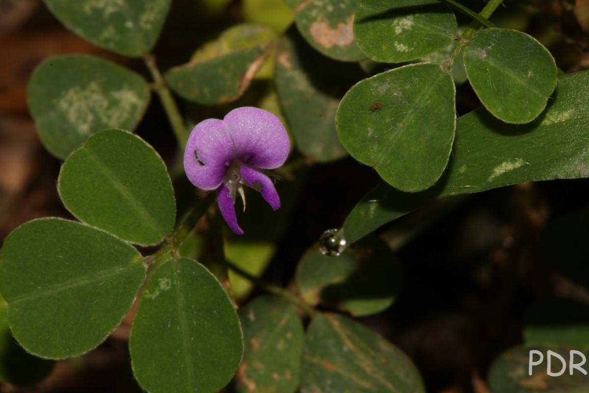 Grona triflora (L.) H.Ohashi & K.Ohashi